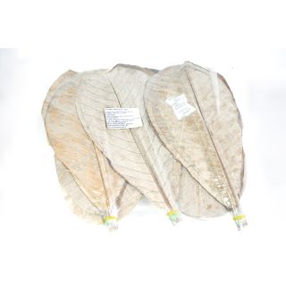 foglie di magnolia secche