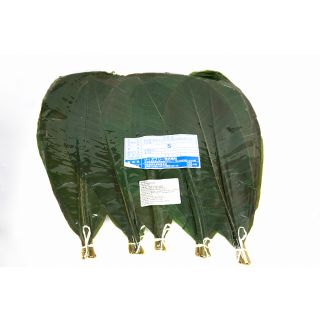 foglie di magnolia sottovuoto